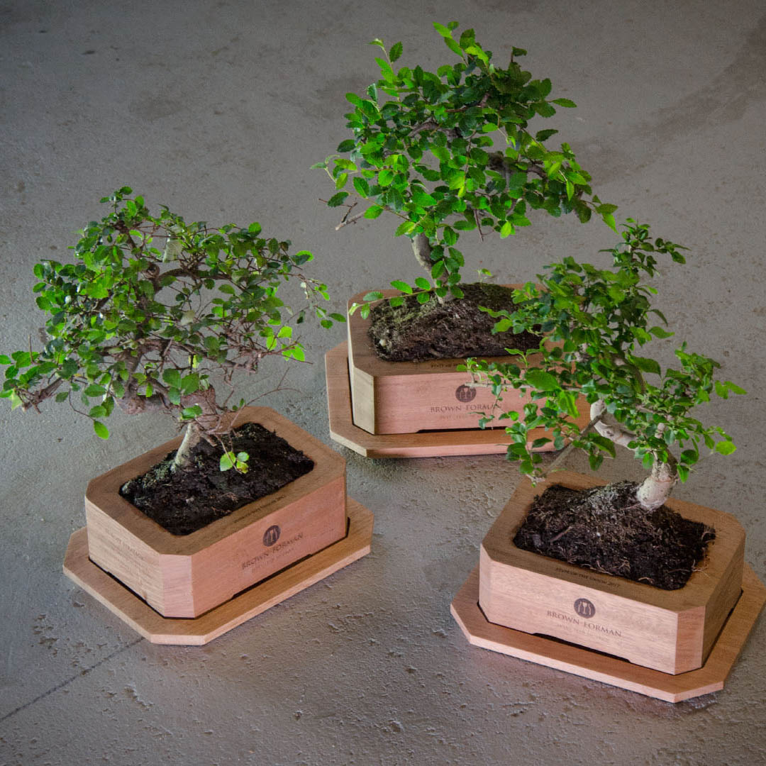 Marantihouten bonsaibak relatiegeschenk met gegraveerde personalisatie en bonsai-boom