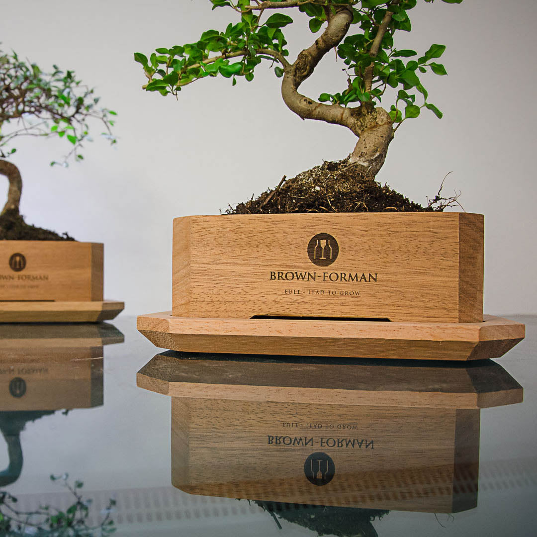 Bonsaiboom als duurzaam relatiegeschenk op houten display