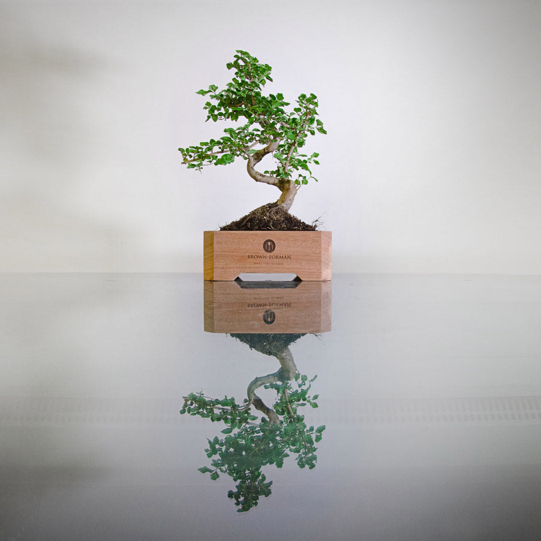 Personalisbare marantihouten bonsaibak als relatiegeschenk, gegraveerd met laser en voorzien van bonsai-boom